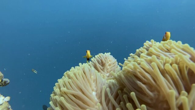 Anemonenfische verstecken sich in einer Prachtanemone