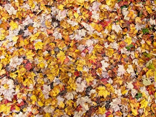 Yellow and red maple leaves covering the ground