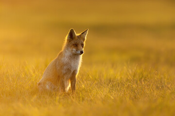 Red fox in the meadow at sunset