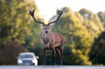 Close-up of a Red deer stag crossing road