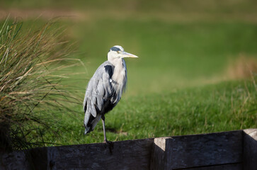 Close-up of a grey heron (Ardea cinerea)