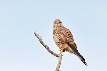 Common kestrel perched in a tree against blue sky