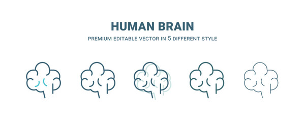 human brain icon in 5 different style. Outline, filled, two color, thin human brain icon isolated on white background. Editable vector can be used web and mobile