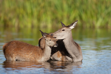 Close-up of a red deer hind with a calf in water