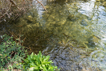 bullas salto del usero