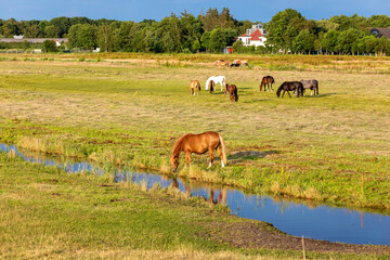 Landschaftsidyll mit weidenden Pferden.