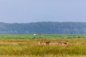 Damhirsche im hohen Gras.