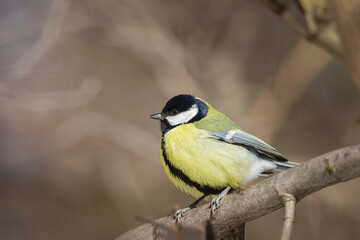 The great tit sitting on tree branch.