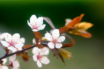 Purple leaf plum blossoms blooming under the blue sky, outdoor nature. Pink plum blossom with purple leaves, dreamlike romantic image of spring, panoramic scenery