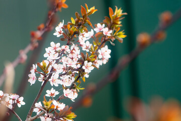 Purple leaf plum blossoms blooming under the blue sky, outdoor nature. Pink plum blossom with purple leaves, dreamlike romantic image of spring, panoramic scenery