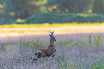 Rehbock im Sprung auf der Wiese.
