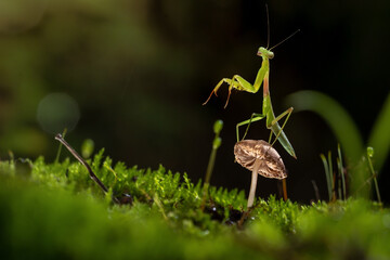 grasshopper on the grass