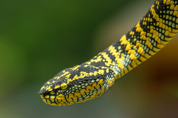 close up of a yellow snake
