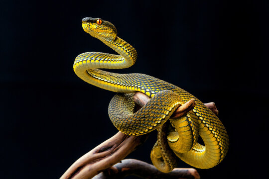 Yellow viper snake in close up
