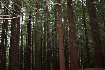 beautiful redwood forest giant trees huge fat tall wood