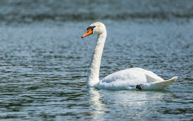 Łabędź niemy Cygnus olor