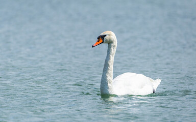 Łabędź niemy Cygnus olor