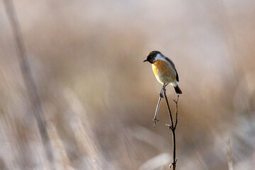 A european stonechat in the wilderness