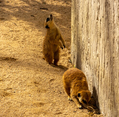 meerkat in zoo