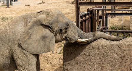 elephant in the zoo, Barcelona