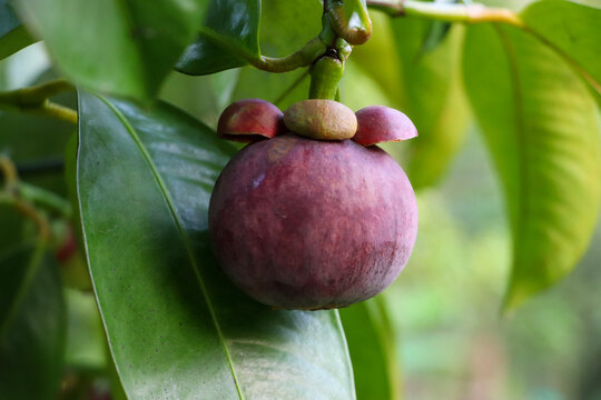 fresh mangosteen on tree Ripe mangosteen near black gray in Thai orchard, tropical fruit seasonal fruit