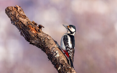 Dzięcioł duży Dendrocopos major