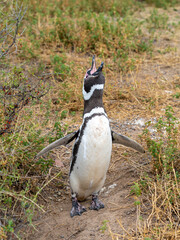 A Magellanic Penguin calling at Punta Tombo nature reserve near Puerto Madryn, Argentina. Magellanic penguins perform a variety of vocalizations. 