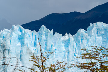 Closeup of the ice wall with trees in front at Perito Moreno Glacier of Los Glaciares National Park...