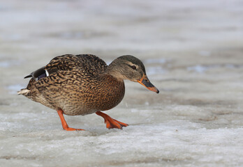 Mallard