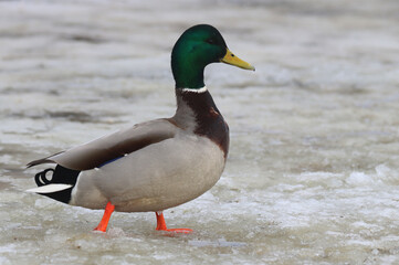Mallard