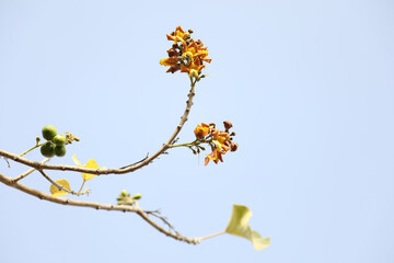 ACACIA