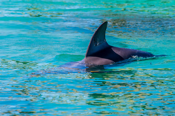 Fototapeta premium A view of a dolphin close to West Bay on Roatan Island on a sunny day