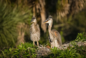 A pair of juvenile Great Blue Herons on a nest at the Venice Area Audubon Rookery in Vennice FLorida USA