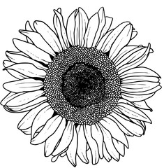 Sunflower vector line art illustration