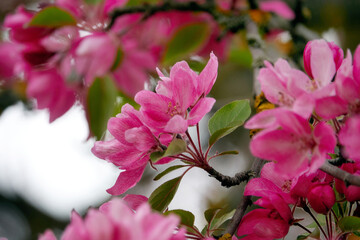 Cherry blossoms season beautiful flowers. 