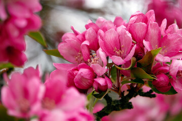 Cherry blossoms season beautiful flowers. 