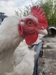 White hen   in charming  style in  summer 