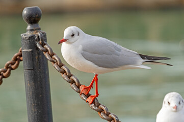 White and grey seagull