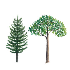 Fir and leafy trees plants watercolor illustration