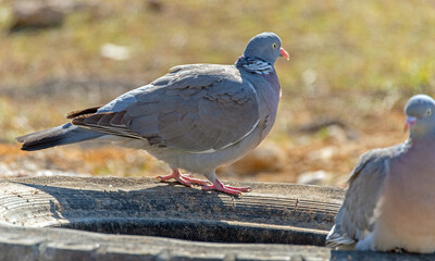 portrait of a beautiful pigeon