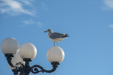 Brighton, UK: A gull standing on a round street light.