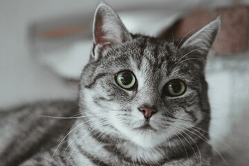 Portrait of a cute tabby cat