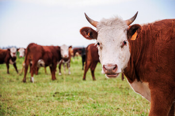 Solitary cow with small horns, looks straight ahead, behind a grazing line