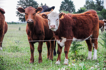 Two cows look straight ahead, behind a grazing line