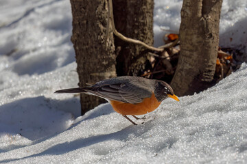 American robin (Turdus migratorius) , birds that came from the south, looking for food in the snow in the park.