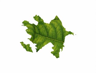 Azerbaijan map is made of green leaves  isolated on white background