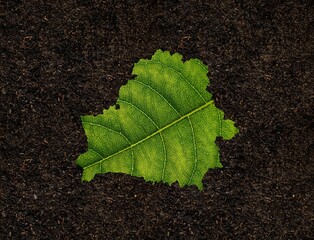 Belarus map is made of green leaves  isolated on black background