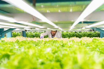 Male scientist wear white uniform working in organic, hydroponic vegetables plots growing on indoor...