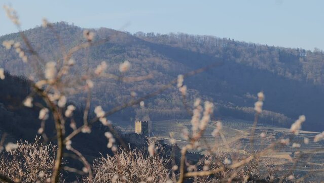 Delicate Apricot Blossoms and Castle Hinterhaus in Wachau in Austria in Spring
