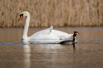 swan on the lake